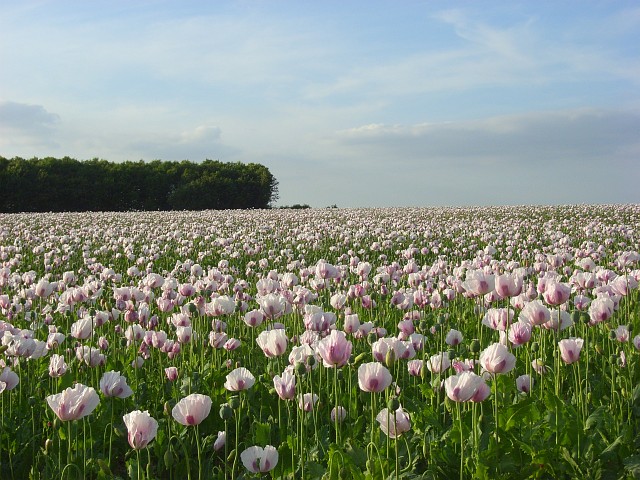 Poppy Field