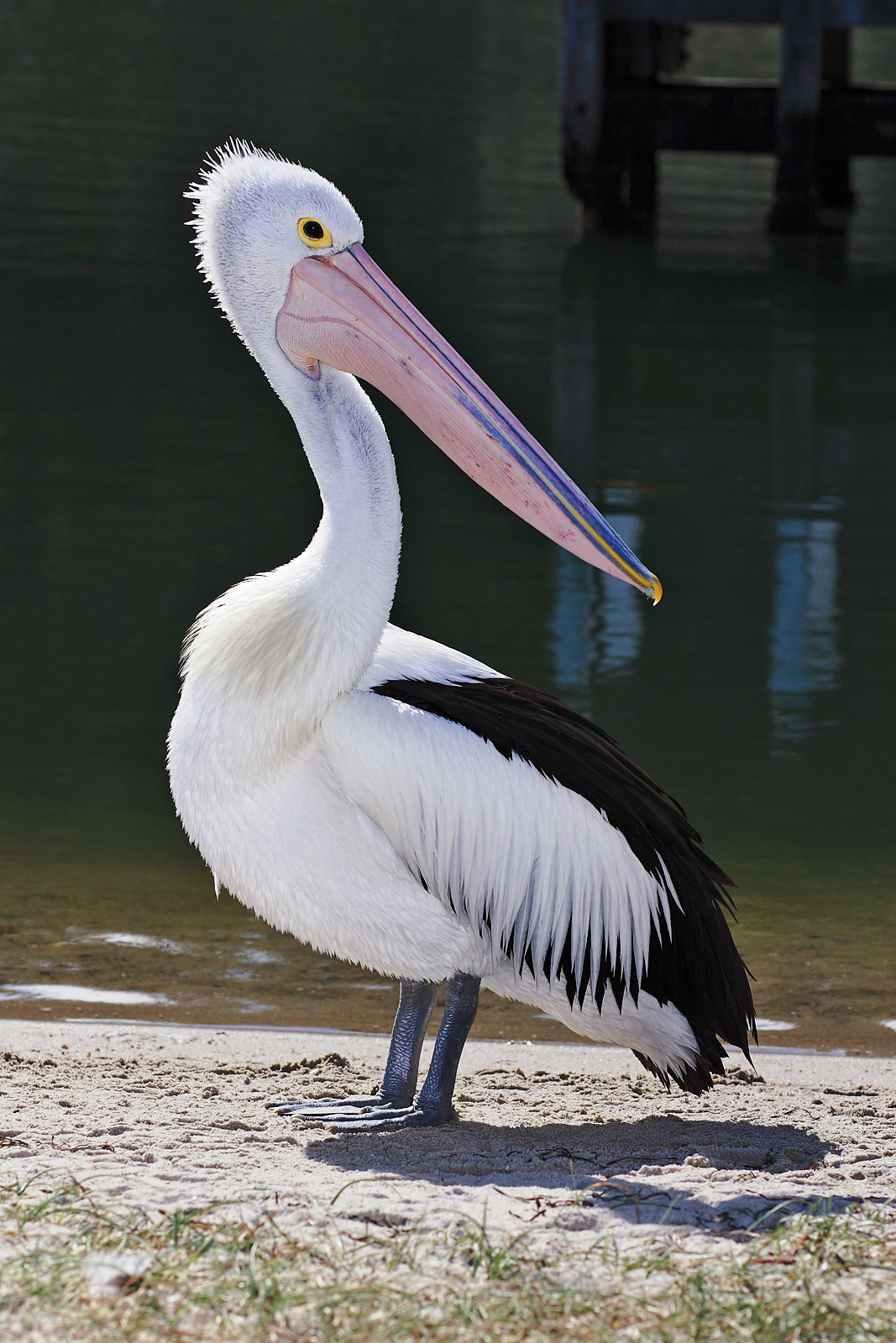 A pelican