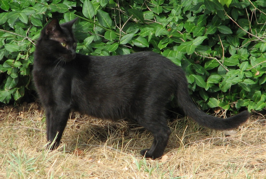 Picture of a black cat I took from Wikipedia. It was too dark outside to use mine