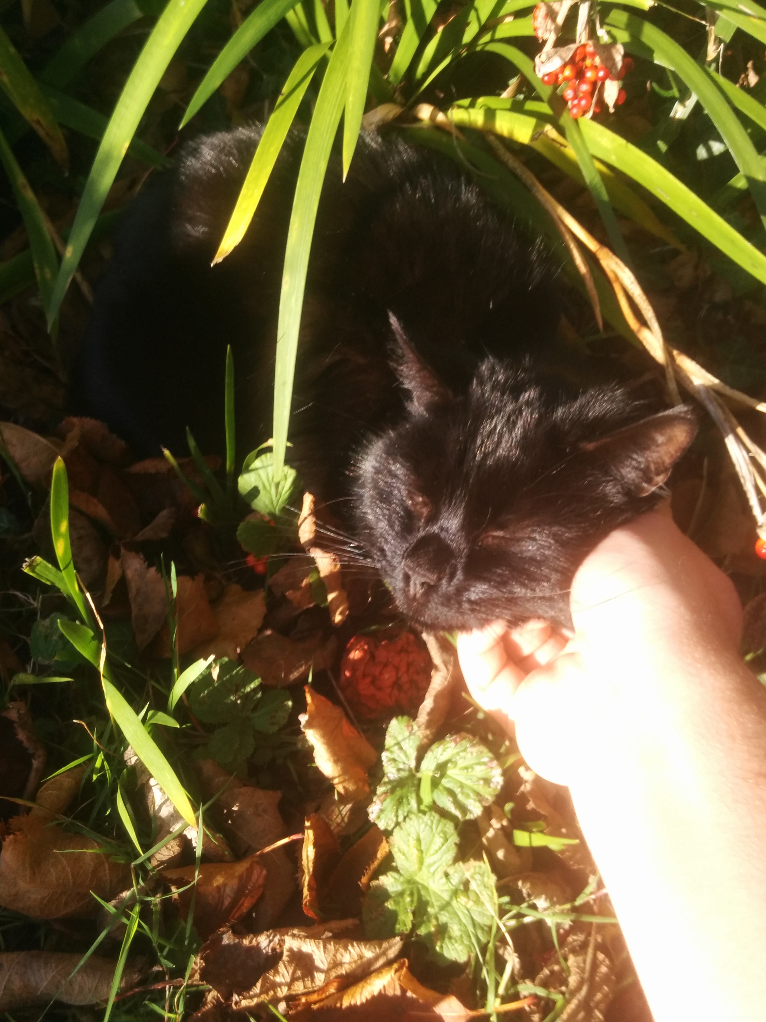 Giving the cat scritches