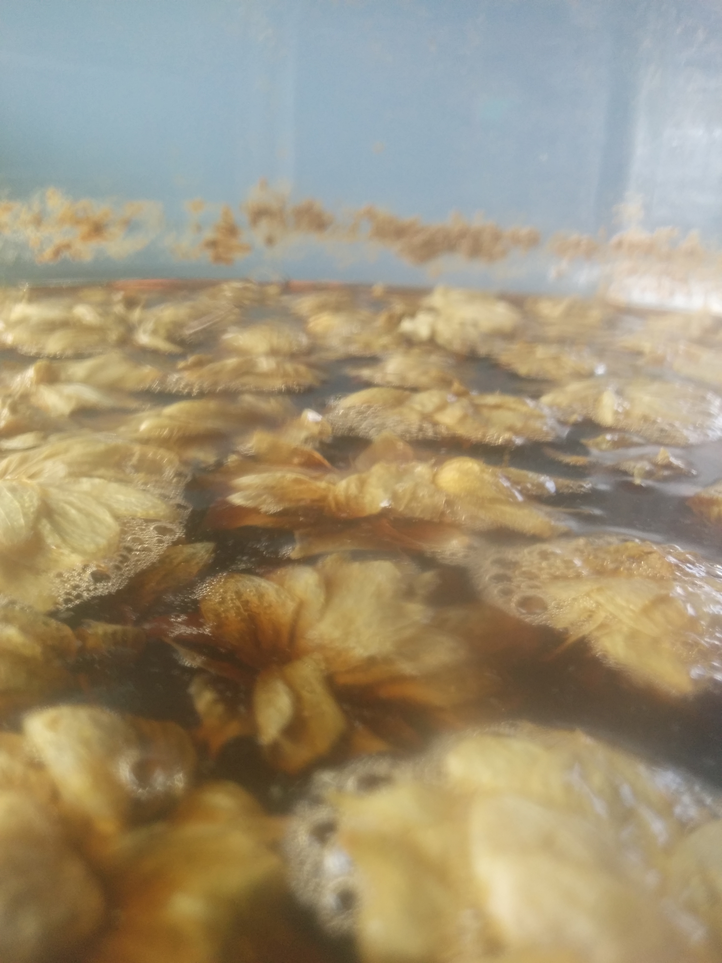 Closeup shot of hops floating in my carboy