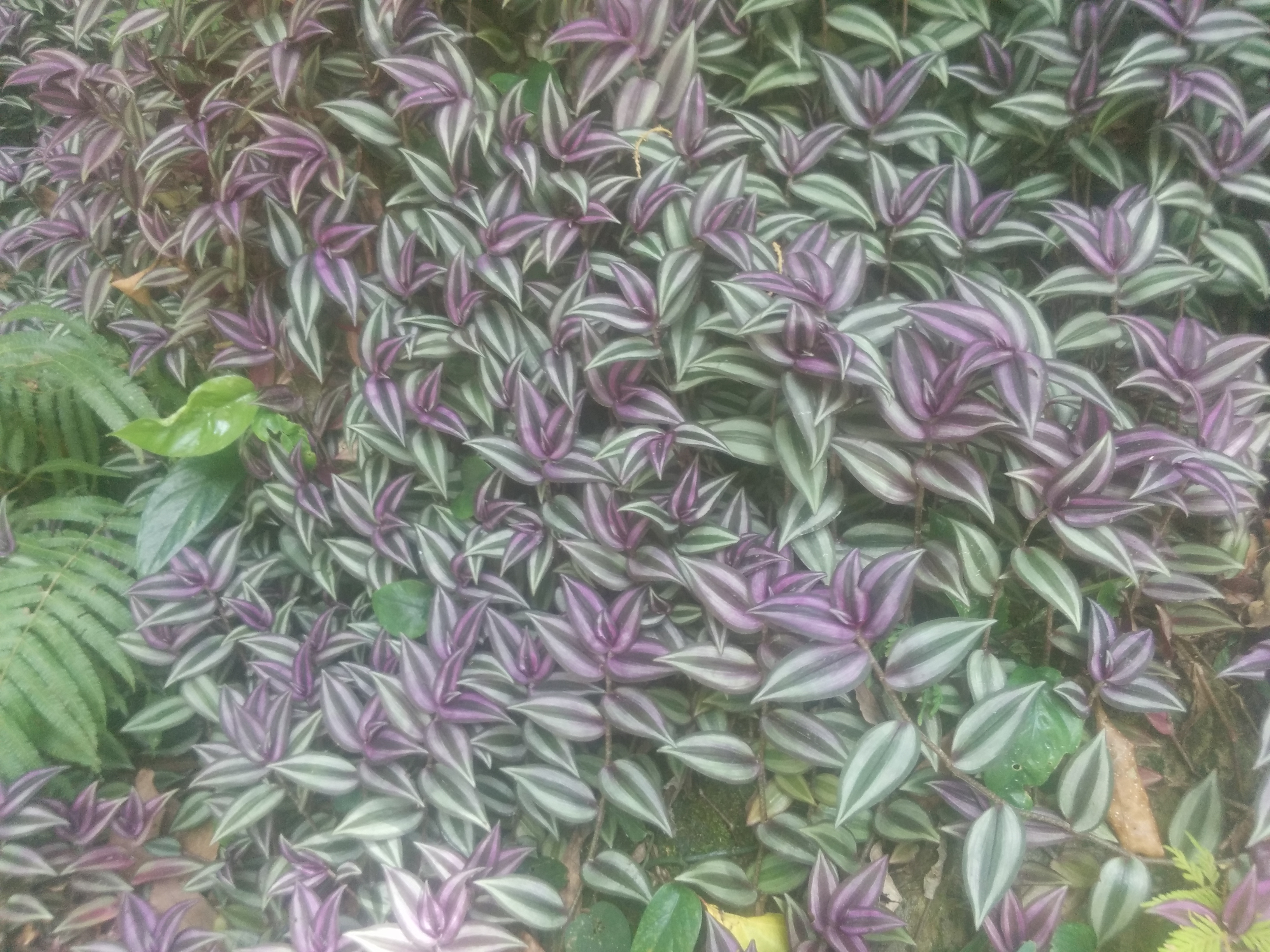 Some cute purple plant growing along the river