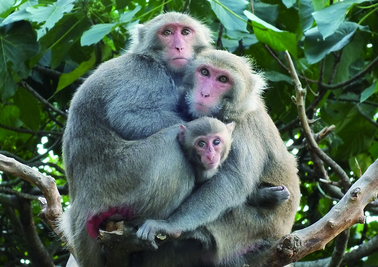 Formosan Rock Macaque, Yang Hsiao Chi, CC-BY-SA-4.0