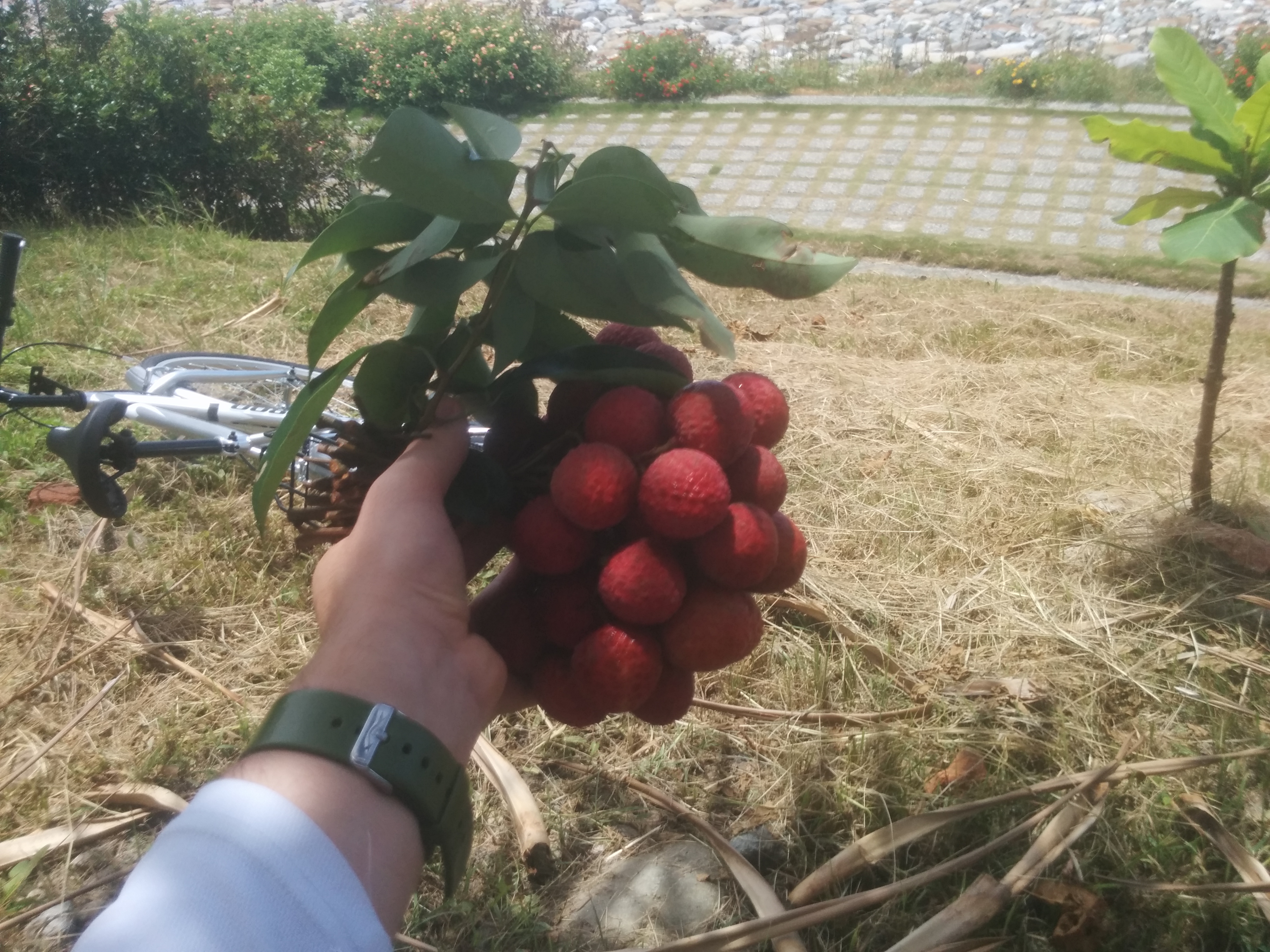 The litchis I ate, with part of my new bike in the background