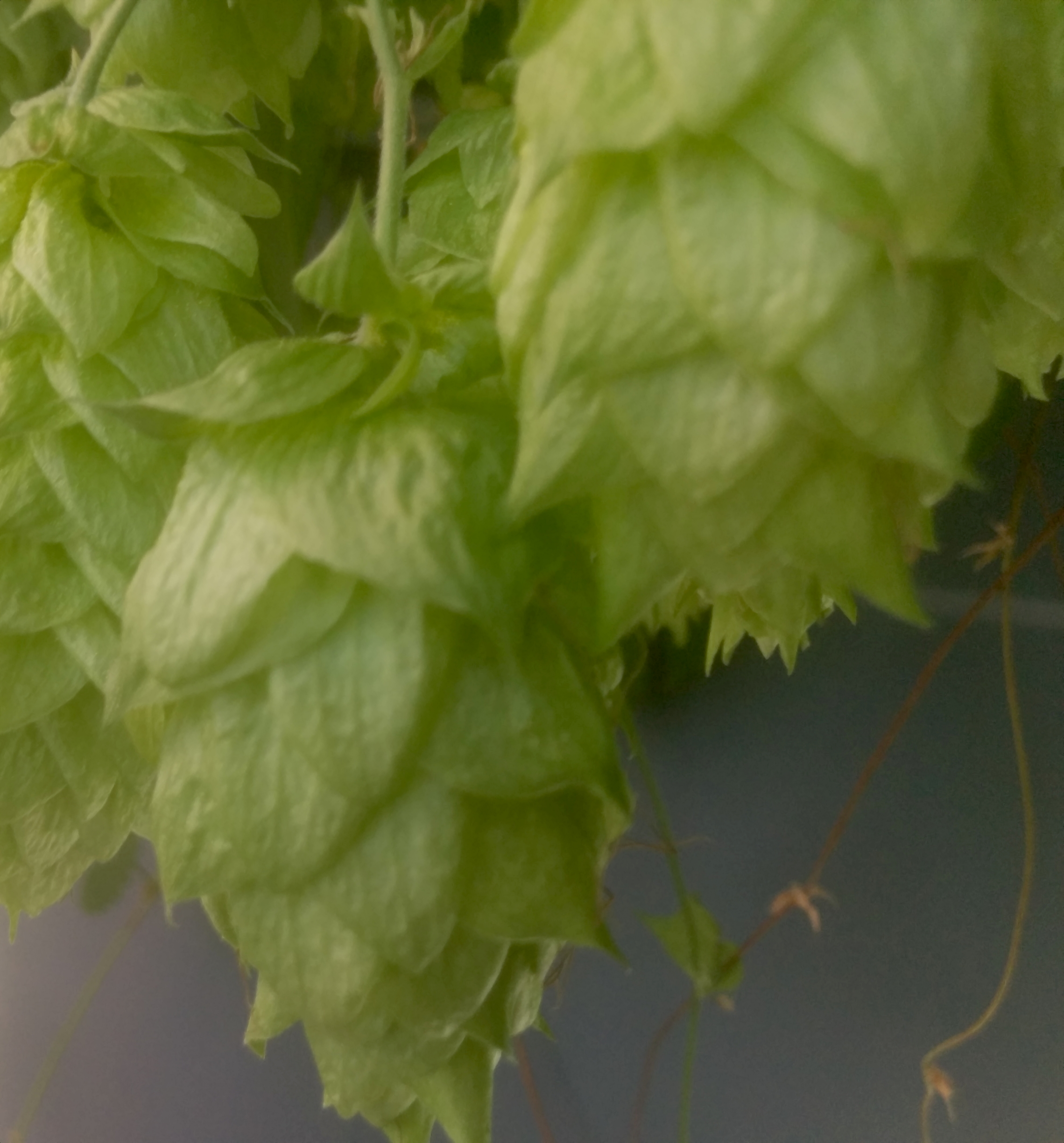 Closeup of my chinook hops on the bines