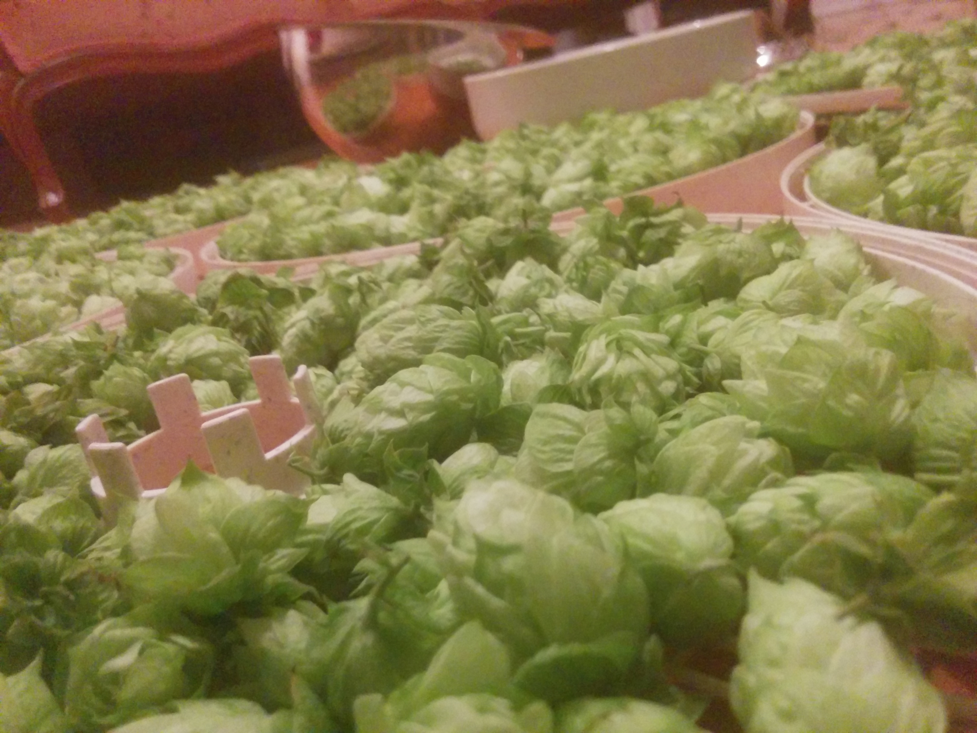 Hop cones layed out for drying