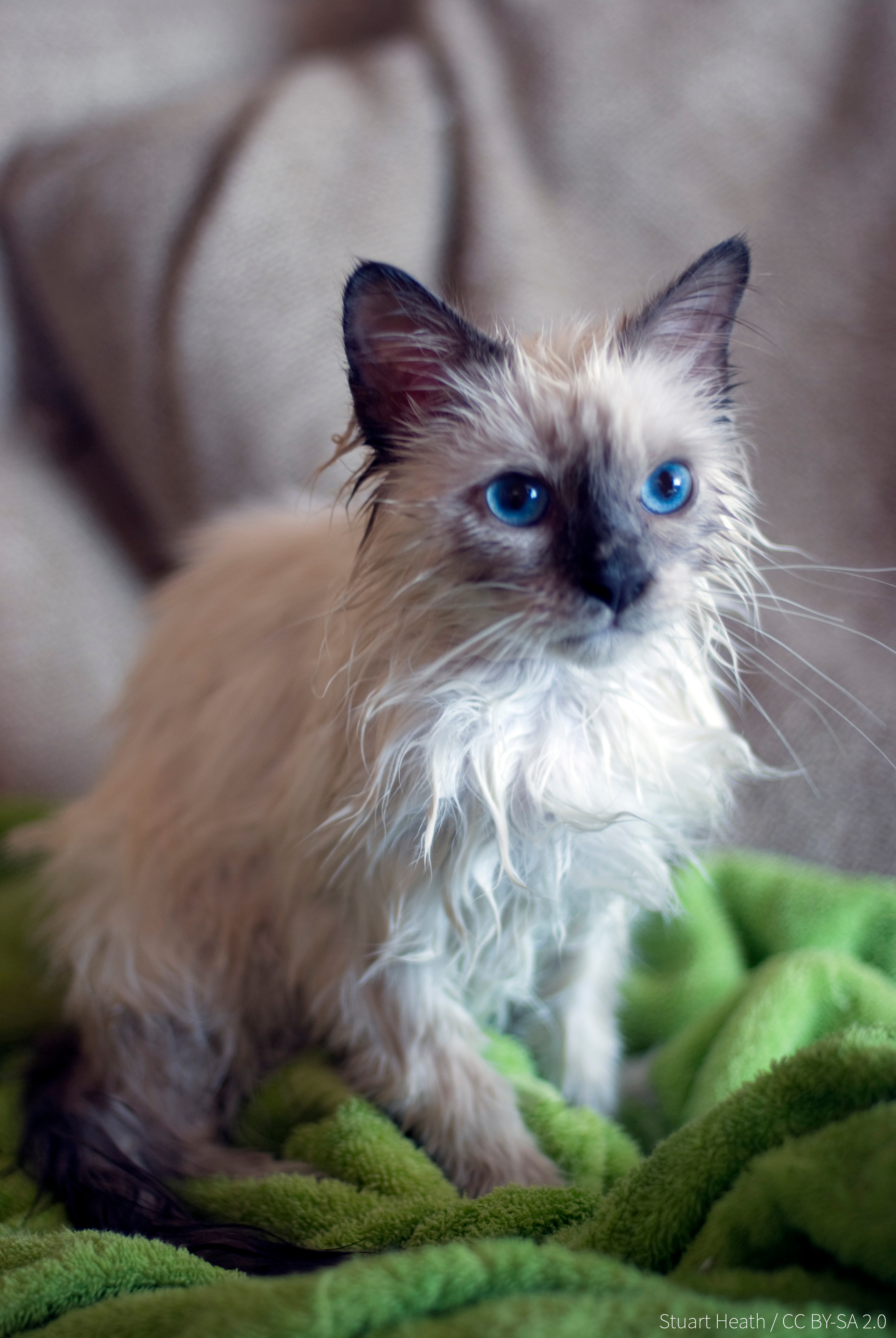 Wet Kitten