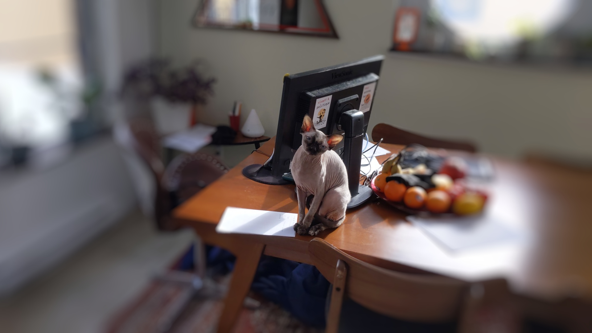Picture of a curious sphinx cat on a table